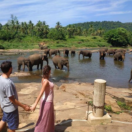 Peacock Village Pinnawala - Offer Alert! Elephant Welfare Program Exterior foto