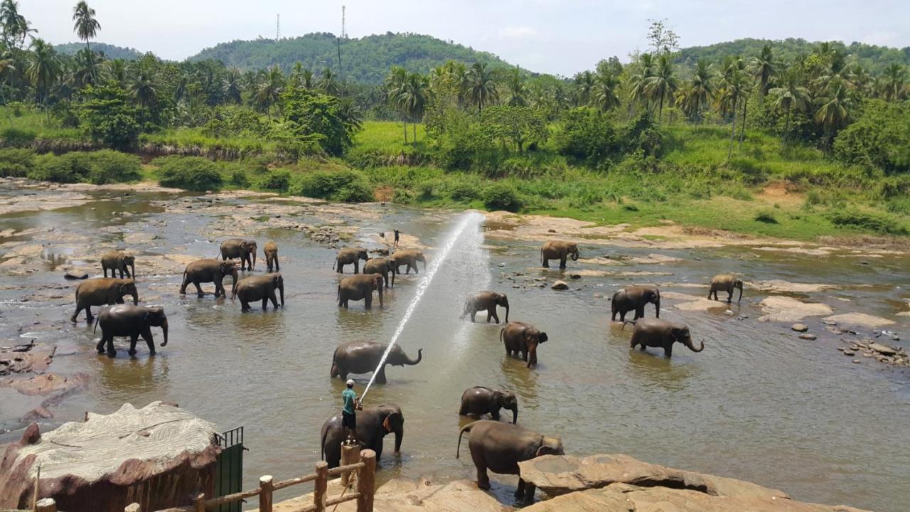 Peacock Village Pinnawala - Offer Alert! Elephant Welfare Program Exterior foto